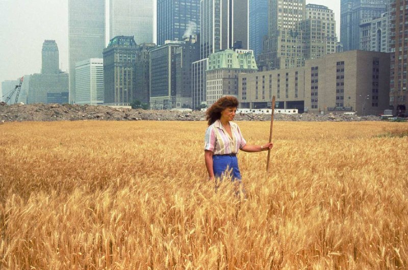 1982年，艺术家阿格尼丝·德内斯（Agnes Denes）在曼哈顿下城巴特里公园附近一片刚填海造出的空地上（正对世贸中心，紧邻华尔街金融区），历时数月耕种出一片两英亩的金黄麦田，题为《麦田——对抗》（Wheatfield — A Confrontation）